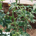 085004_20180613141757_05.JPG