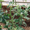 085004_20180613141758_01.JPG