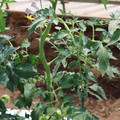 085004_20180613141758_02.JPG