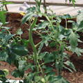 085004_20180613141758_04.JPG