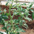 085004_20180613141802_02.JPG