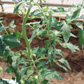 085004_20180613141802_03.JPG