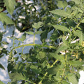 085004_20180613141821_01.JPG