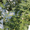 085004_20180613141821_02.JPG
