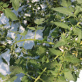 085004_20180613141821_03.JPG