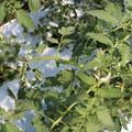 085004_20180613141822_01.JPG