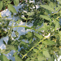 085004_20180613141822_02.JPG