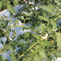 085004_20180613141822_03.JPG