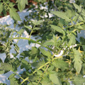 085004_20180613141822_04.JPG
