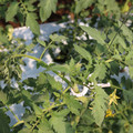 085004_20180613141823_04.JPG