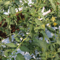 085004_20180613141843_01.JPG