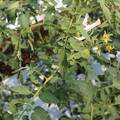 085004_20180613141843_04.JPG