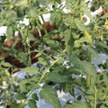 085004_20180613141844_05.JPG