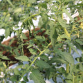 085004_20180613141845_04.JPG