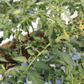 085004_20180613141845_05.JPG