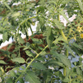 085004_20180613141846_01.JPG
