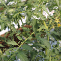 085004_20180613141846_02.JPG
