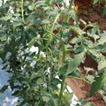 085004_20180613141916_03.JPG