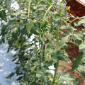 085004_20180613141928_04.JPG