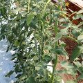 085004_20180613141929_05.JPG