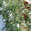 085004_20180613141931_02.JPG
