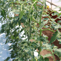 085004_20180613141933_02.JPG