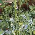 085004_20180613142004_02.JPG