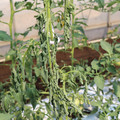 085004_20180613142005_04.JPG