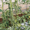 085004_20180613142006_04.JPG