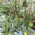 085004_20180613142042_02.JPG