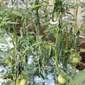 085004_20180613142043_01.JPG