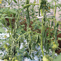 085004_20180613142043_04.JPG