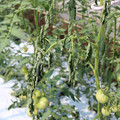 085004_20180613142044_01.JPG