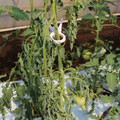 085004_20180613142105_04.JPG