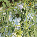 085004_20180613142119_01.JPG
