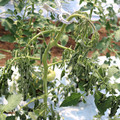 085004_20180613142139_04.JPG