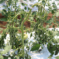 085004_20180613142140_02.JPG