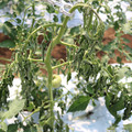 085004_20180613142140_04.JPG