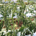 085004_20180613142143_01.JPG