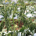 085004_20180613142143_02.JPG