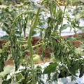 085004_20180613142143_03.JPG