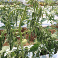 085004_20180613142143_04.JPG