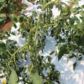 085004_20180613142158_02.JPG