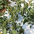 085004_20180613142158_04.JPG