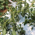 085004_20180613142159_01.JPG