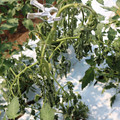 085004_20180613142159_03.JPG