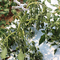 085004_20180613142159_04.JPG