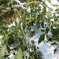 085004_20180613142159_05.JPG