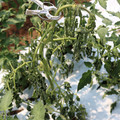 085004_20180613142200_01.JPG
