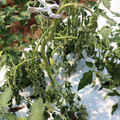 085004_20180613142200_02.JPG